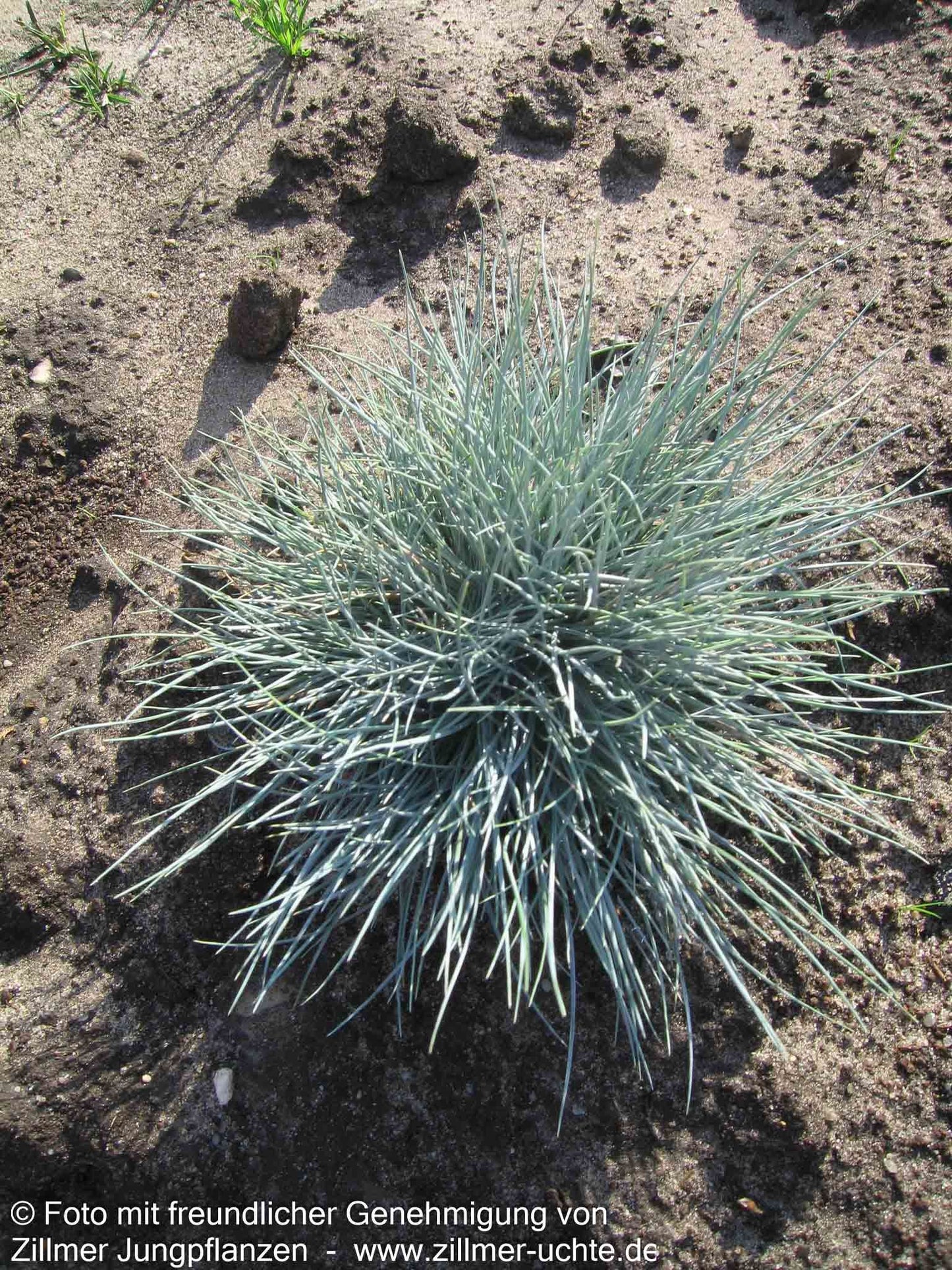 Kleiner Blau-Schwingel 'Zwergenkönig' (Festuca valesiaca)