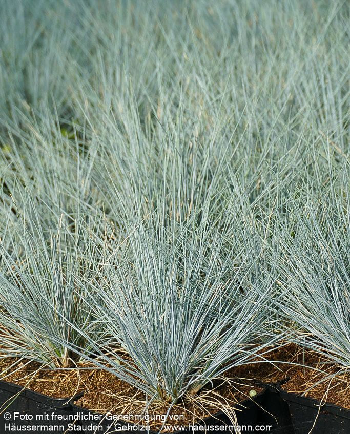Kleiner Blau-Schwingel 'Zwergenkönig' (Festuca valesiaca)