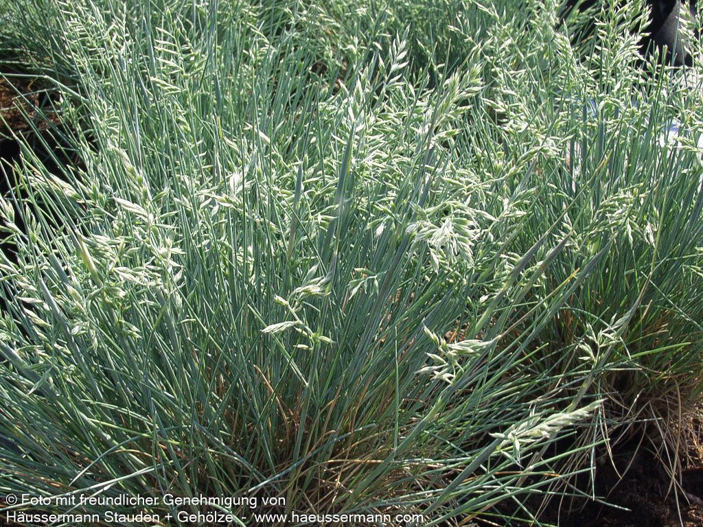 Kleiner Blau-Schwingel 'Zwergenkönig' (Festuca valesiaca)