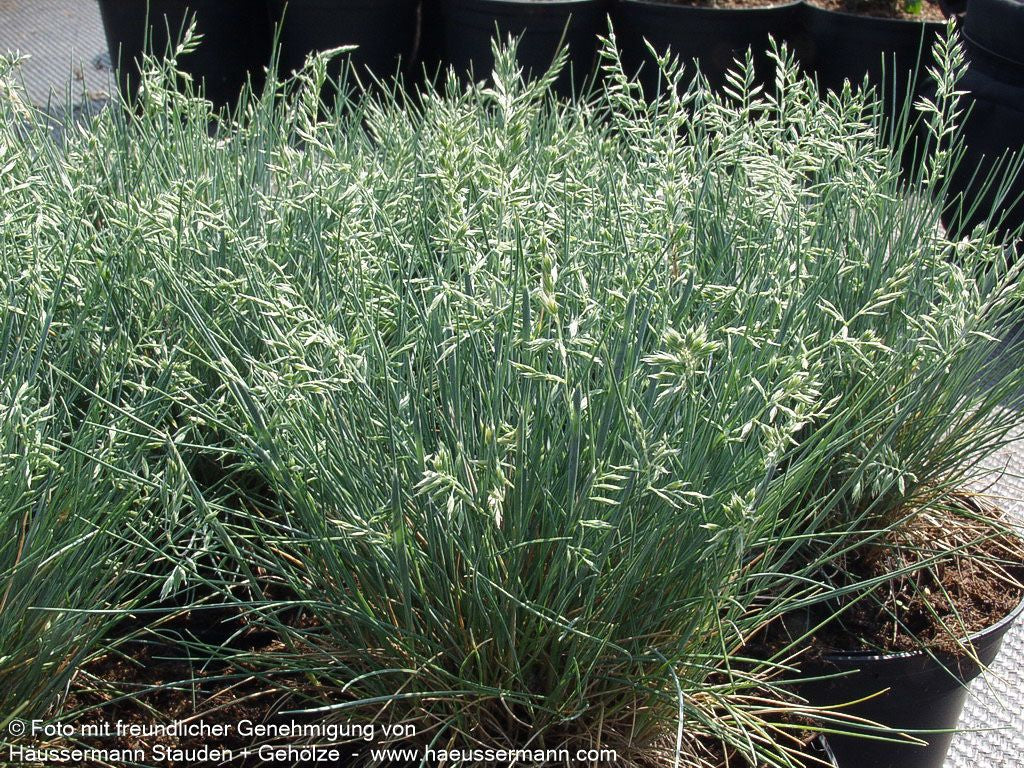 Kleiner Blau-Schwingel 'Zwergenkönig' (Festuca valesiaca)