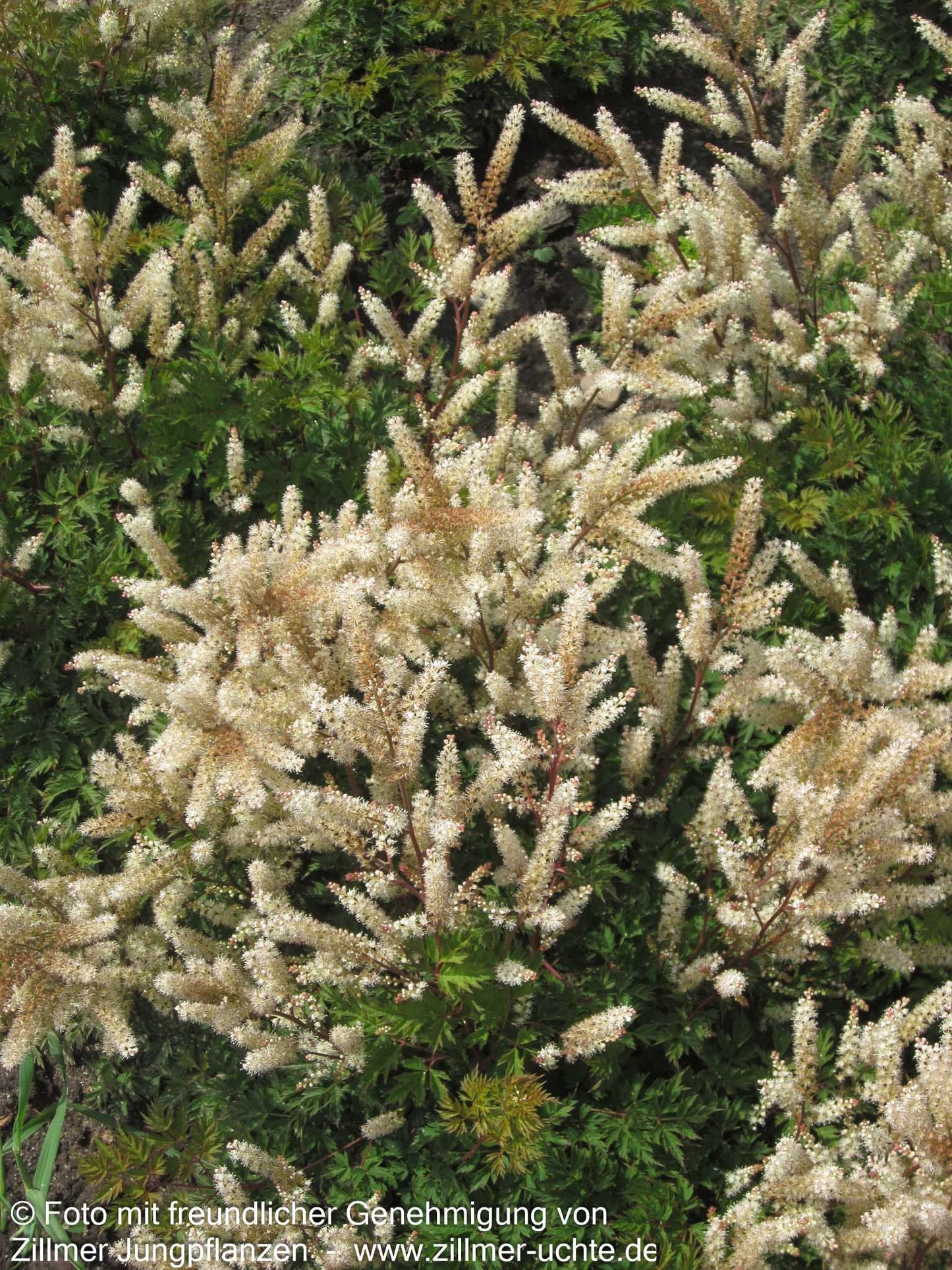 Kleiner Geißbart 'Bronze' (Aruncus aethusifolius)