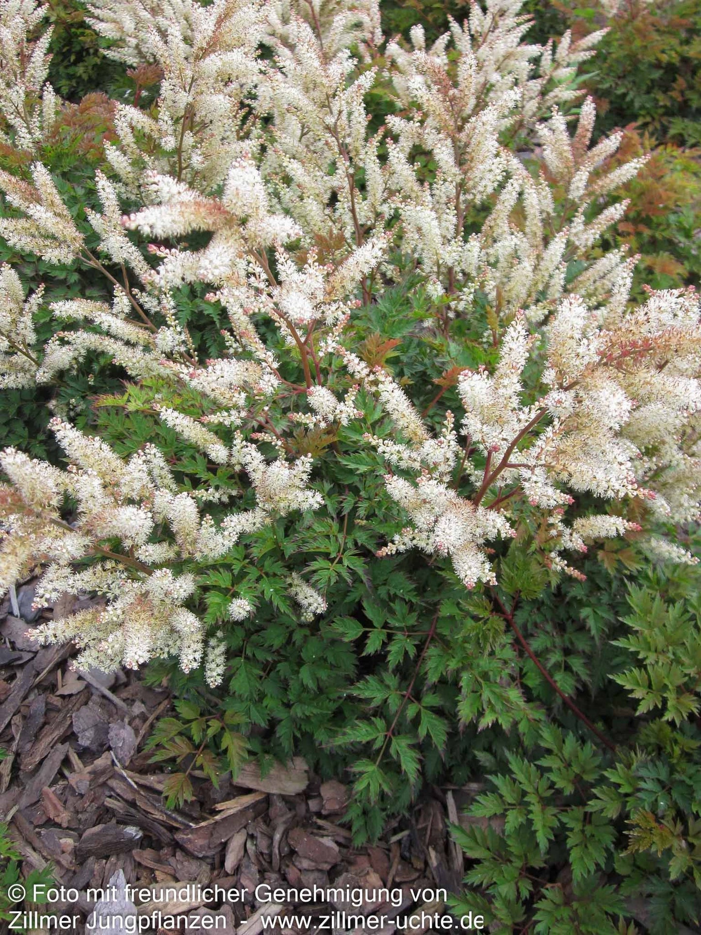Kleiner Geißbart 'Bronze' (Aruncus aethusifolius)