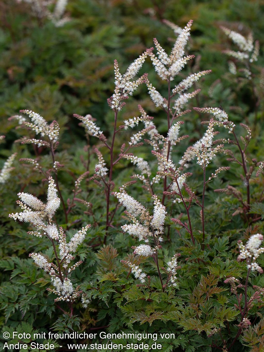 Kleiner Geißbart 'Bronze' (Aruncus aethusifolius)
