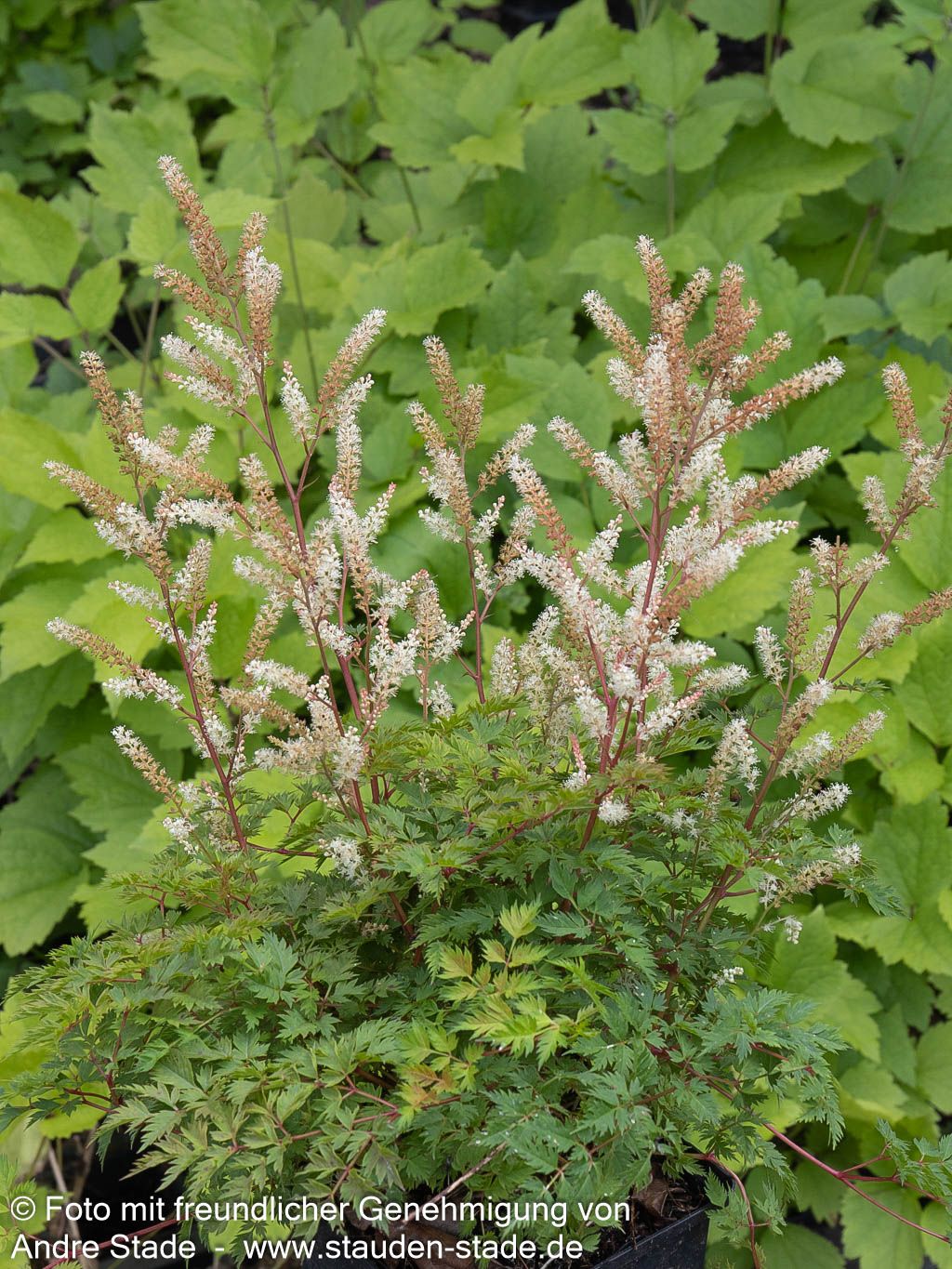 Kleiner Geißbart 'Bronze' (Aruncus aethusifolius)