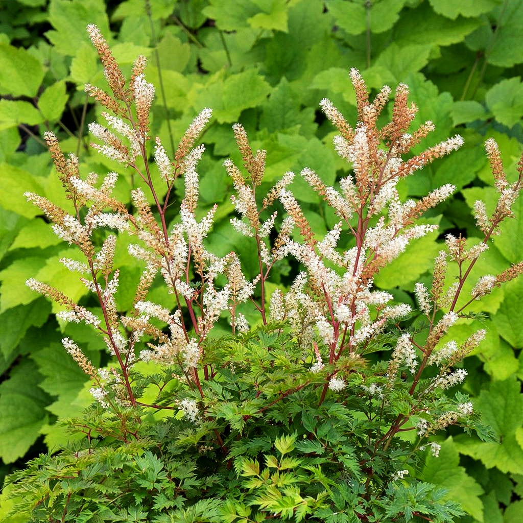 Kleiner Geißbart 'Bronze' (Aruncus aethusifolius)