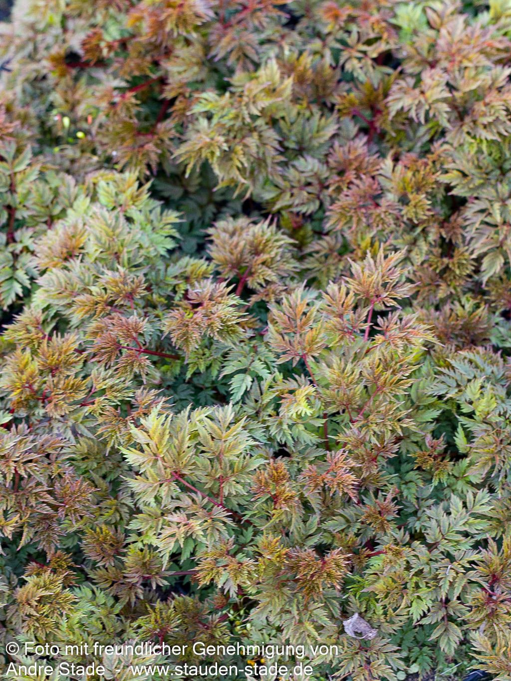 Kleiner Geißbart 'Bronze' (Aruncus aethusifolius)