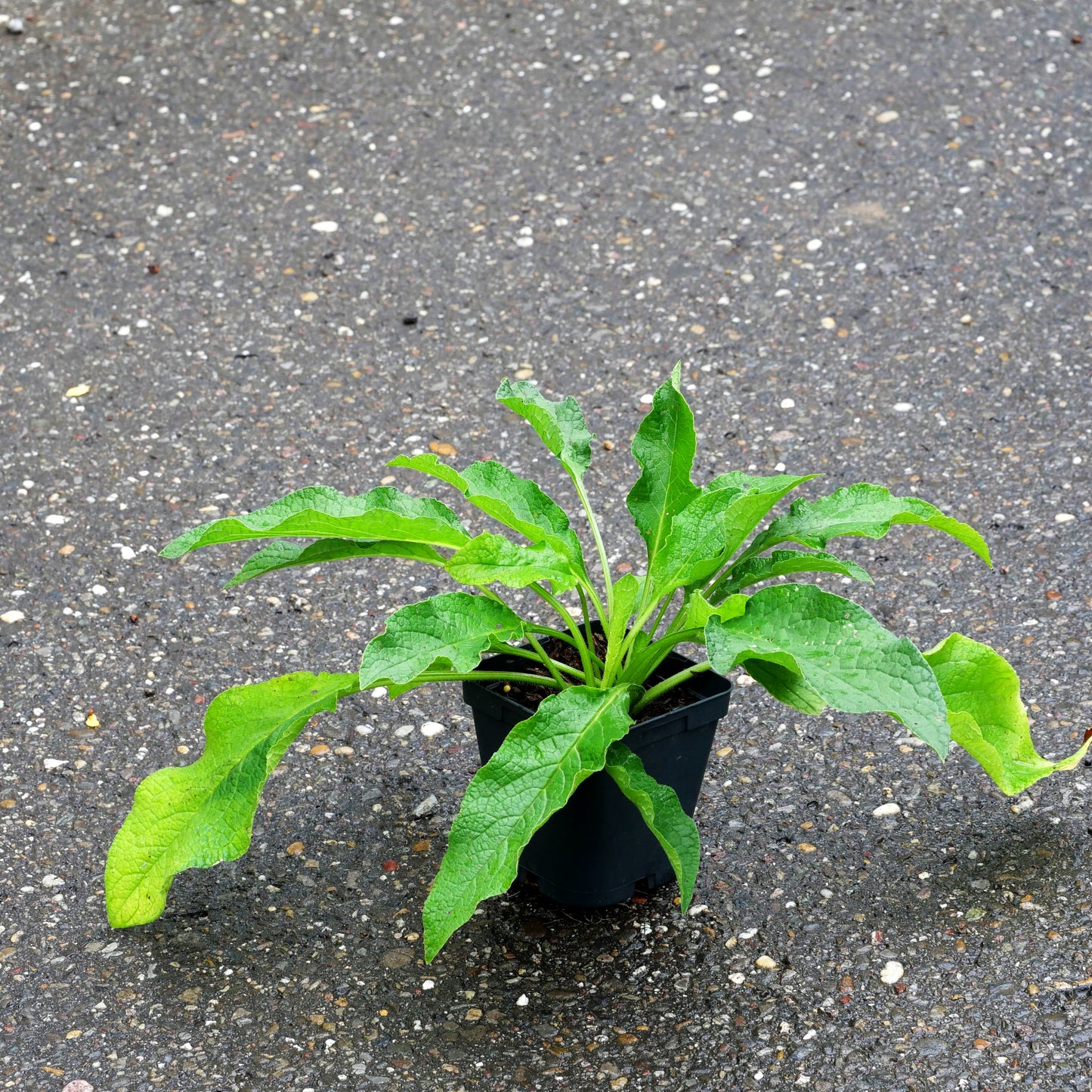 Kleiner Kaukasus-Beinwell 'Blaue Glocken' (Symphytum grandiflorum)