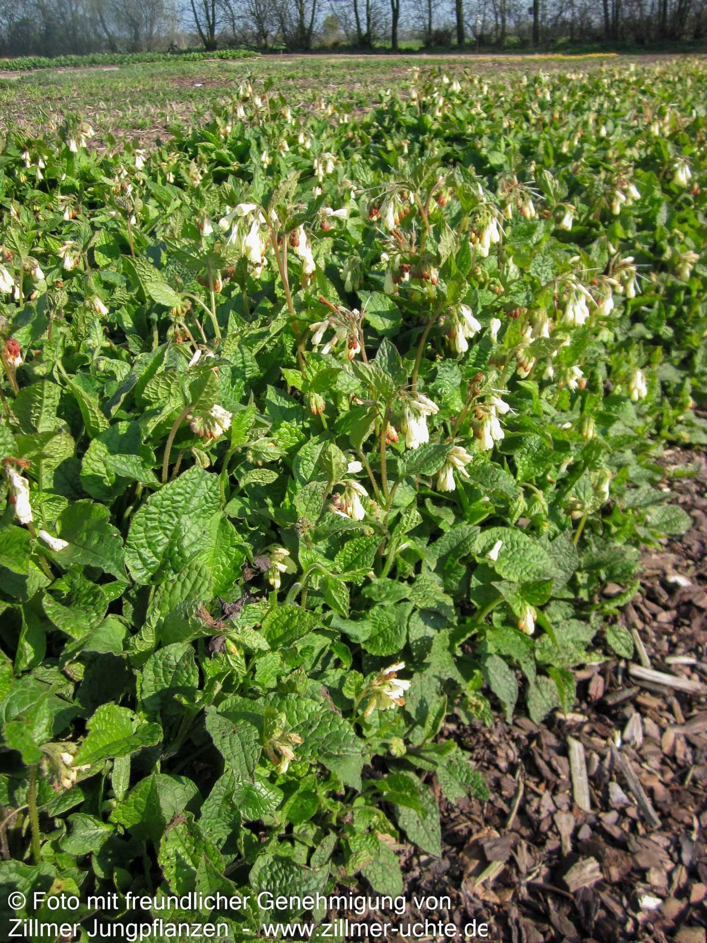 Kleiner Kaukasus-Beinwell (Symphytum grandiflorum)