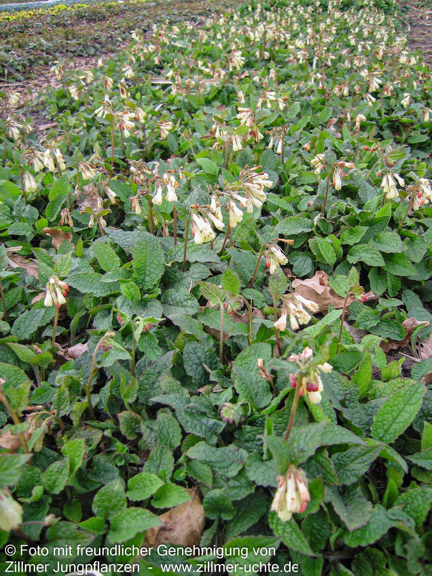 Kleiner Kaukasus-Beinwell (Symphytum grandiflorum)