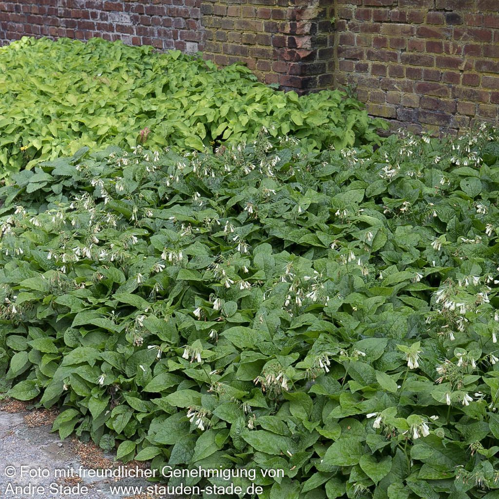 Kleiner Kaukasus-Beinwell (Symphytum grandiflorum)