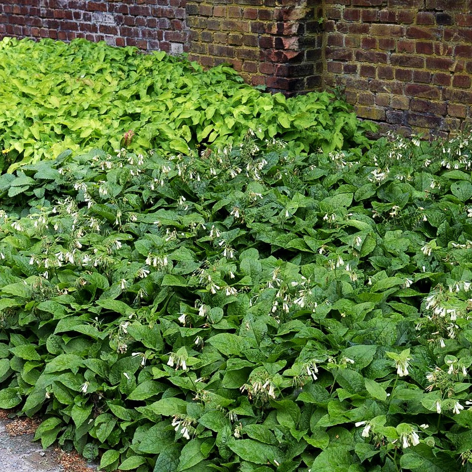 Kleiner Kaukasus-Beinwell (Symphytum grandiflorum)