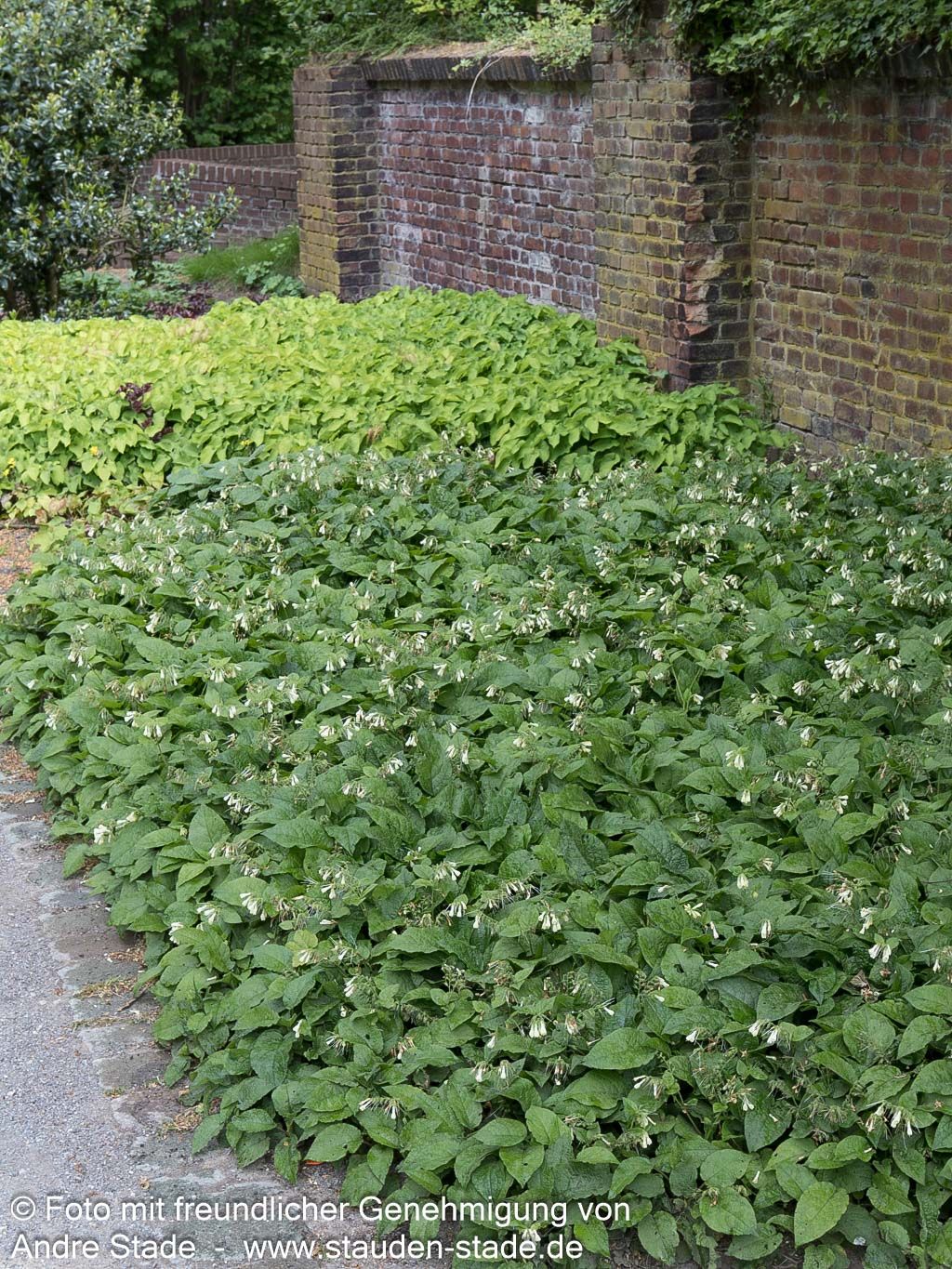 Kleiner Kaukasus-Beinwell (Symphytum grandiflorum)