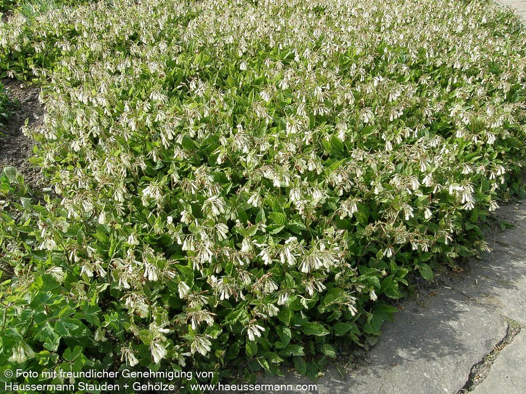 Kleiner Kaukasus-Beinwell (Symphytum grandiflorum)