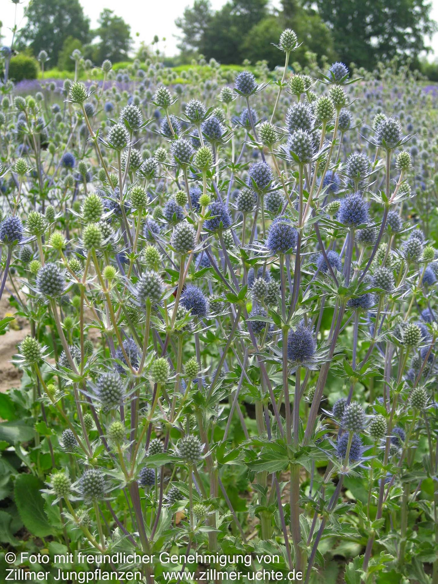 Kleiner Mannstreu 'Blauer Zwerg' (Eryngium planum)