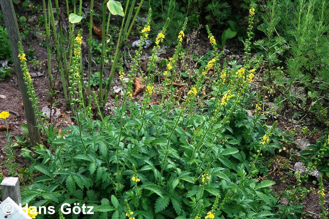 Kleiner Odermennig (Agrimonia eupatoria)