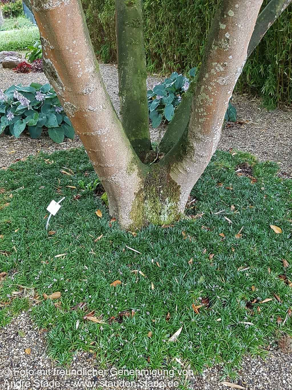 Kleiner Schlangenbart 'Minor' (Ophiopogon japonicus)