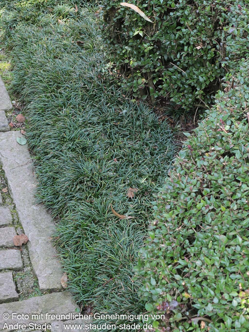 Kleiner Schlangenbart 'Minor' (Ophiopogon japonicus)