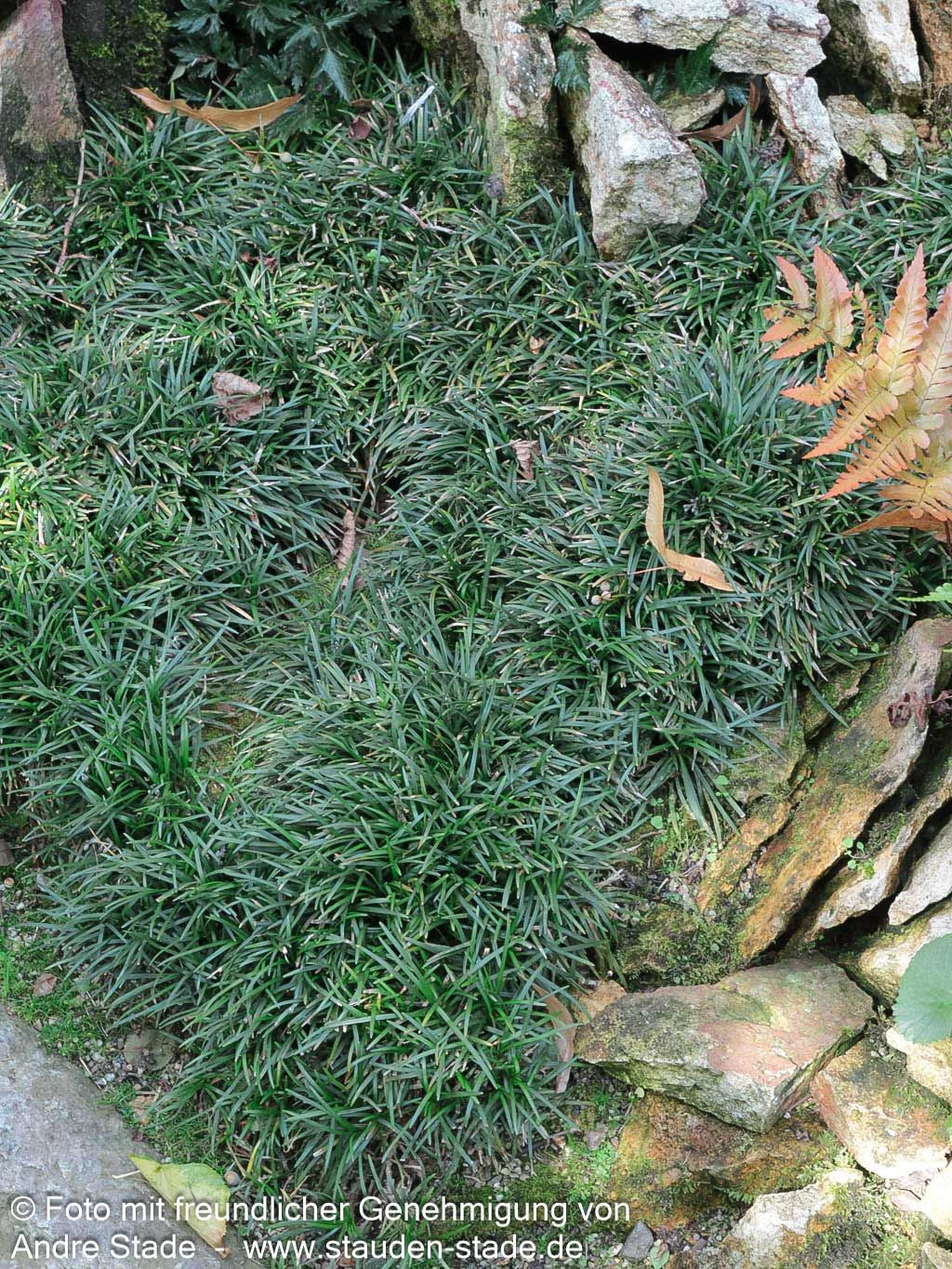 Kleiner Schlangenbart 'Minor' (Ophiopogon japonicus)