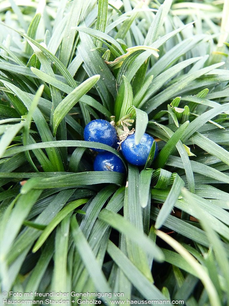 Kleiner Schlangenbart 'Minor' (Ophiopogon japonicus)
