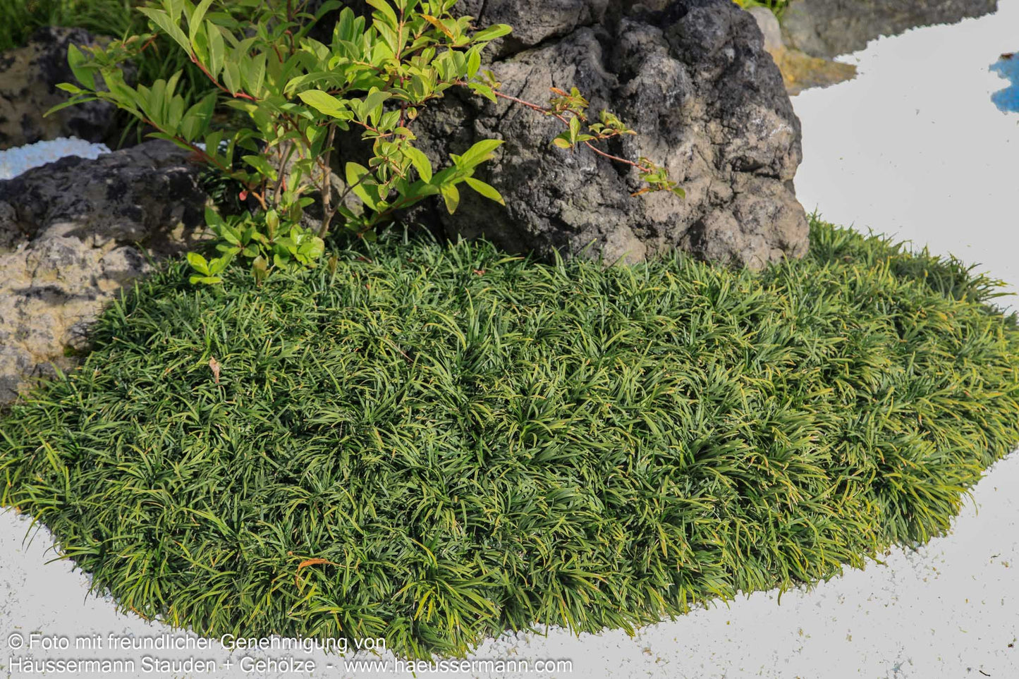 Kleiner Schlangenbart 'Minor' (Ophiopogon japonicus)