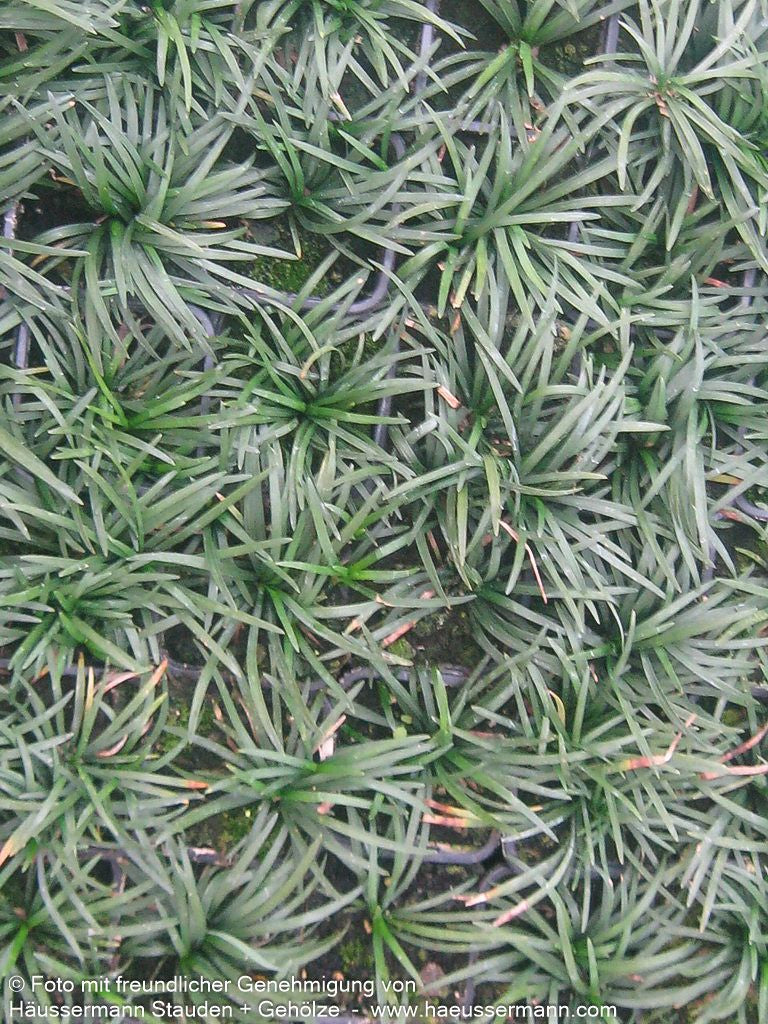 Kleiner Schlangenbart 'Minor' (Ophiopogon japonicus)