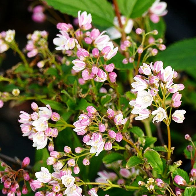 Kleiner Sternchenstrauch 'Yuki Cherry Blossom' (Deutzia rosea)