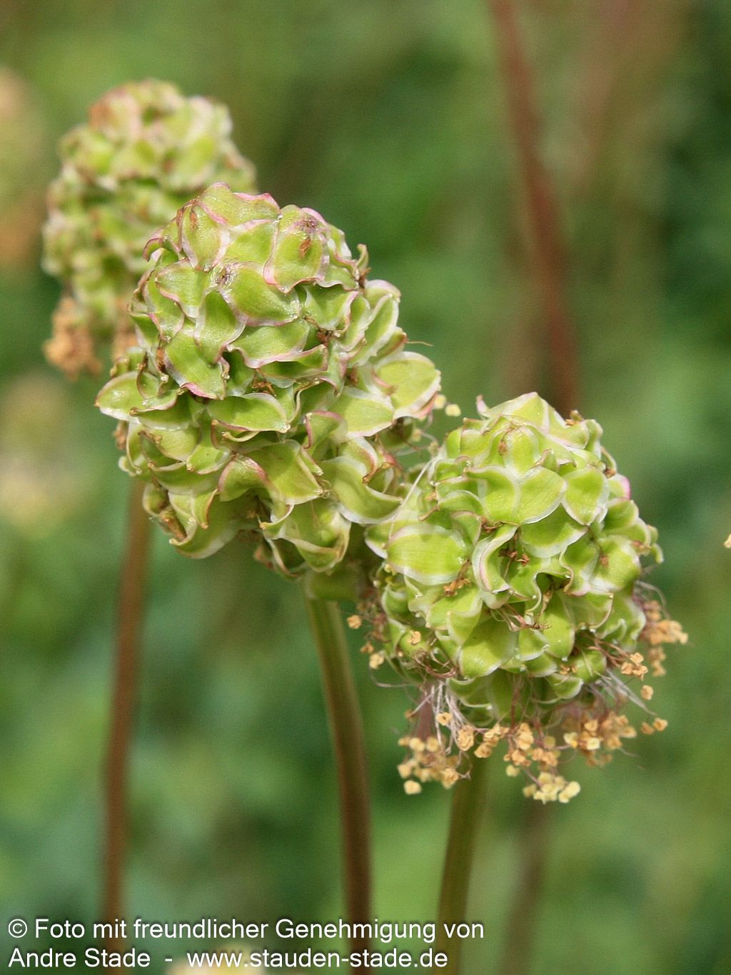 Kleiner Wiesenknopf, Pimpinelle (Sanguisorba minor)
