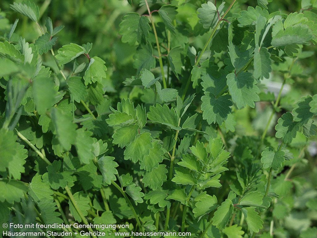 Kleiner Wiesenknopf, Pimpinelle (Sanguisorba minor)