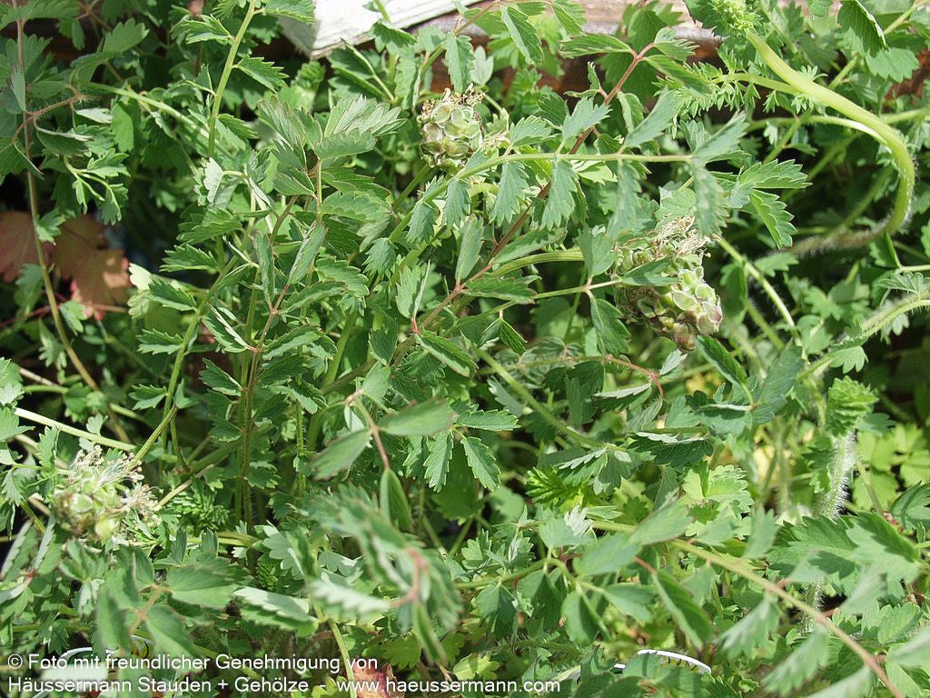 Kleiner Wiesenknopf, Pimpinelle (Sanguisorba minor)