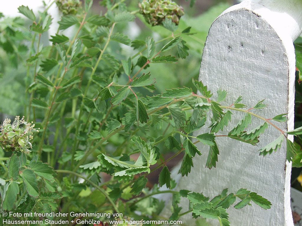 Kleiner Wiesenknopf, Pimpinelle (Sanguisorba minor)