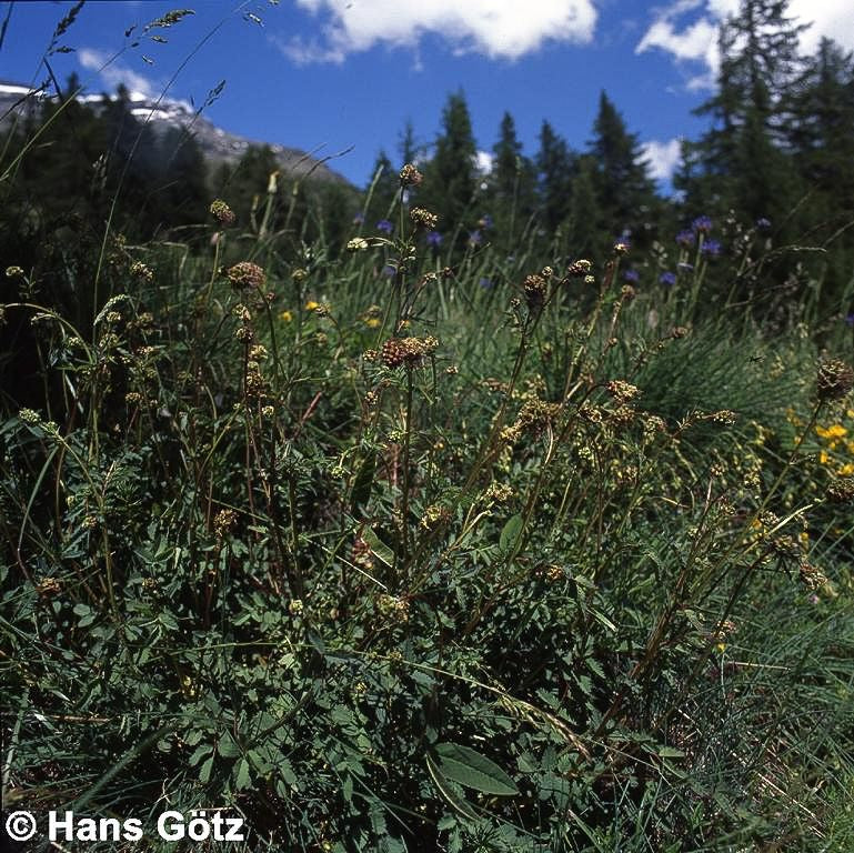 Kleiner Wiesenknopf, Pimpinelle (Sanguisorba minor)