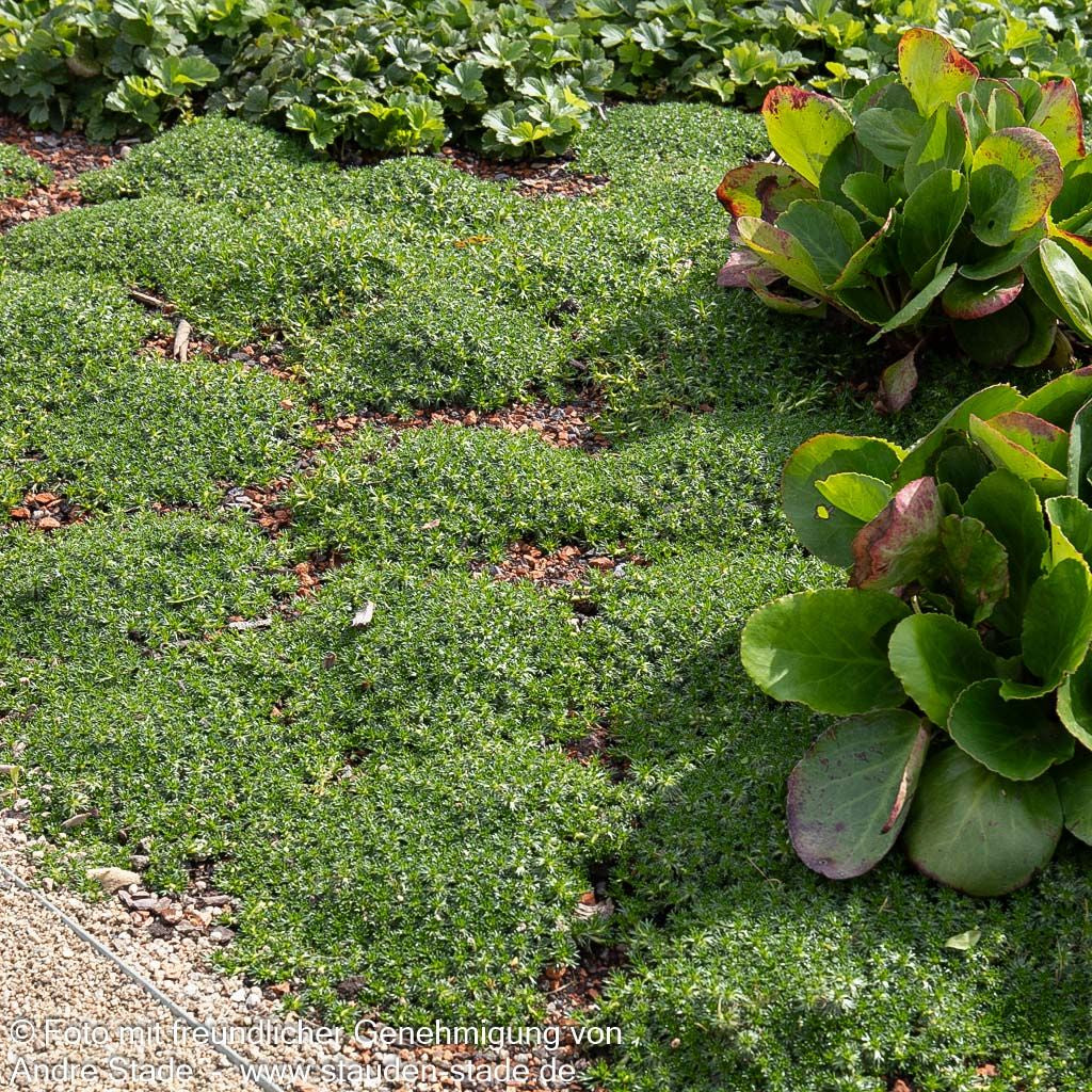 Kleines Andenpolster 'Nana' (Azorella trifurcata)