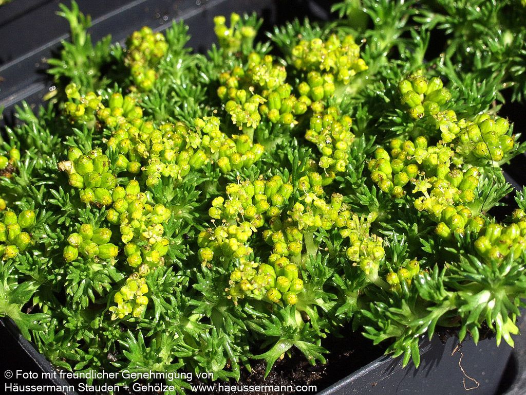 Kleines Andenpolster 'Nana' (Azorella trifurcata)