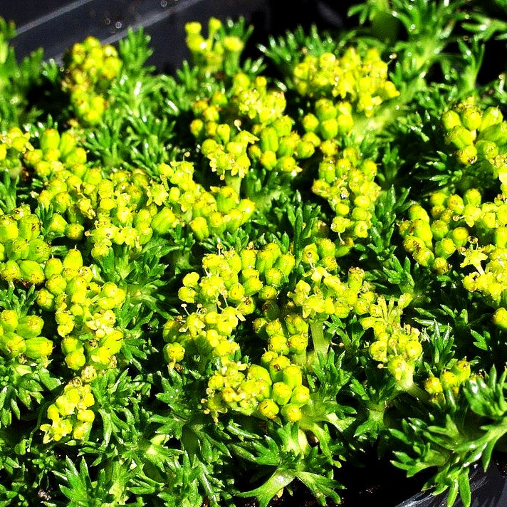 Kleines Andenpolster 'Nana' (Azorella trifurcata)