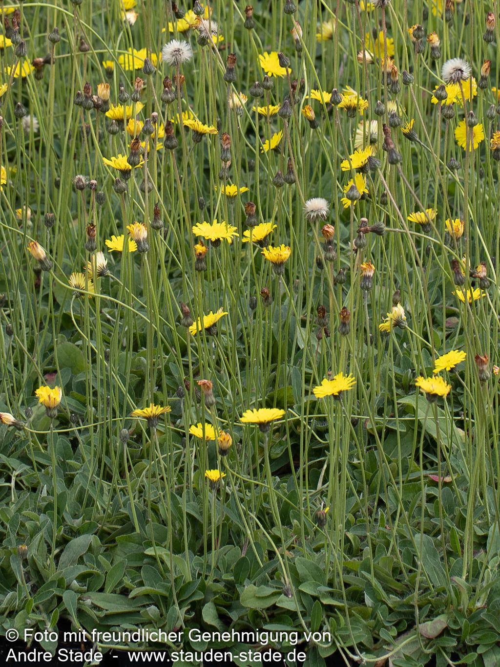 Kleines Habichtskraut (Hieracium pilosella)