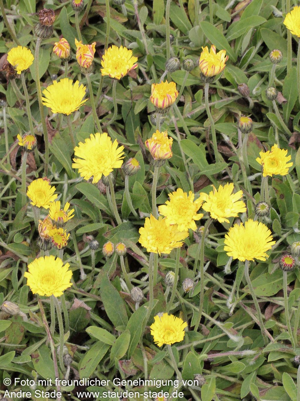 Kleines Habichtskraut (Hieracium pilosella)