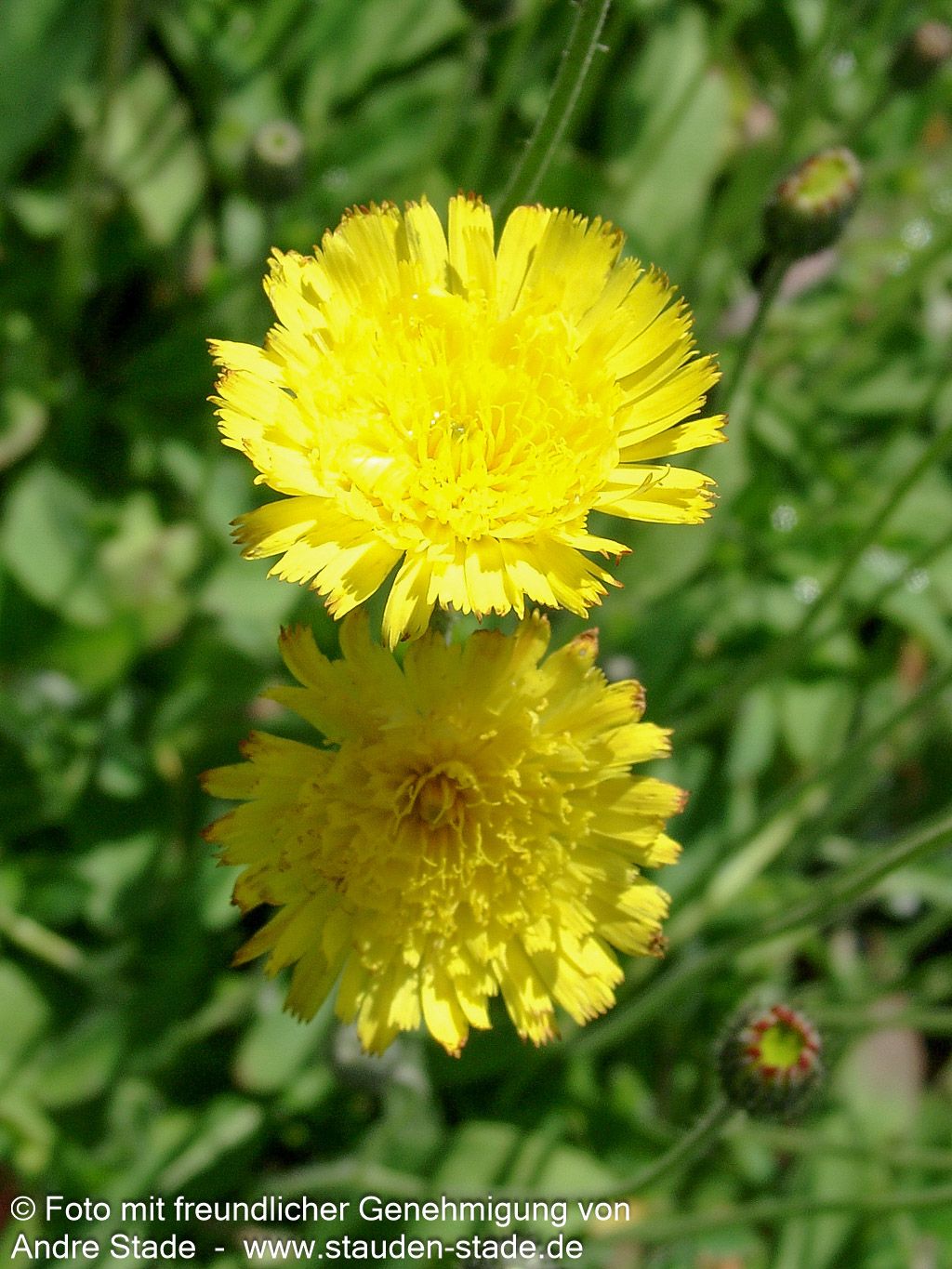Kleines Habichtskraut (Hieracium pilosella)
