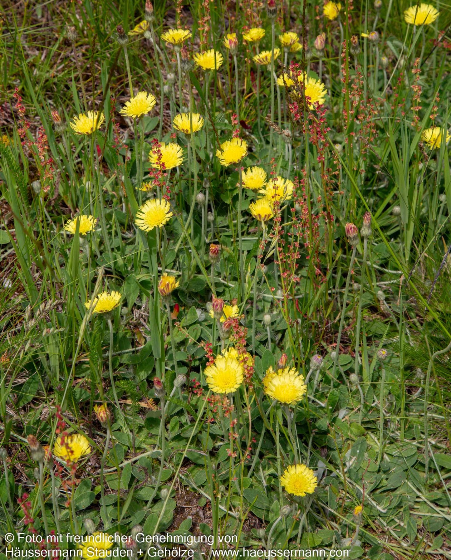 Kleines Habichtskraut (Hieracium pilosella)