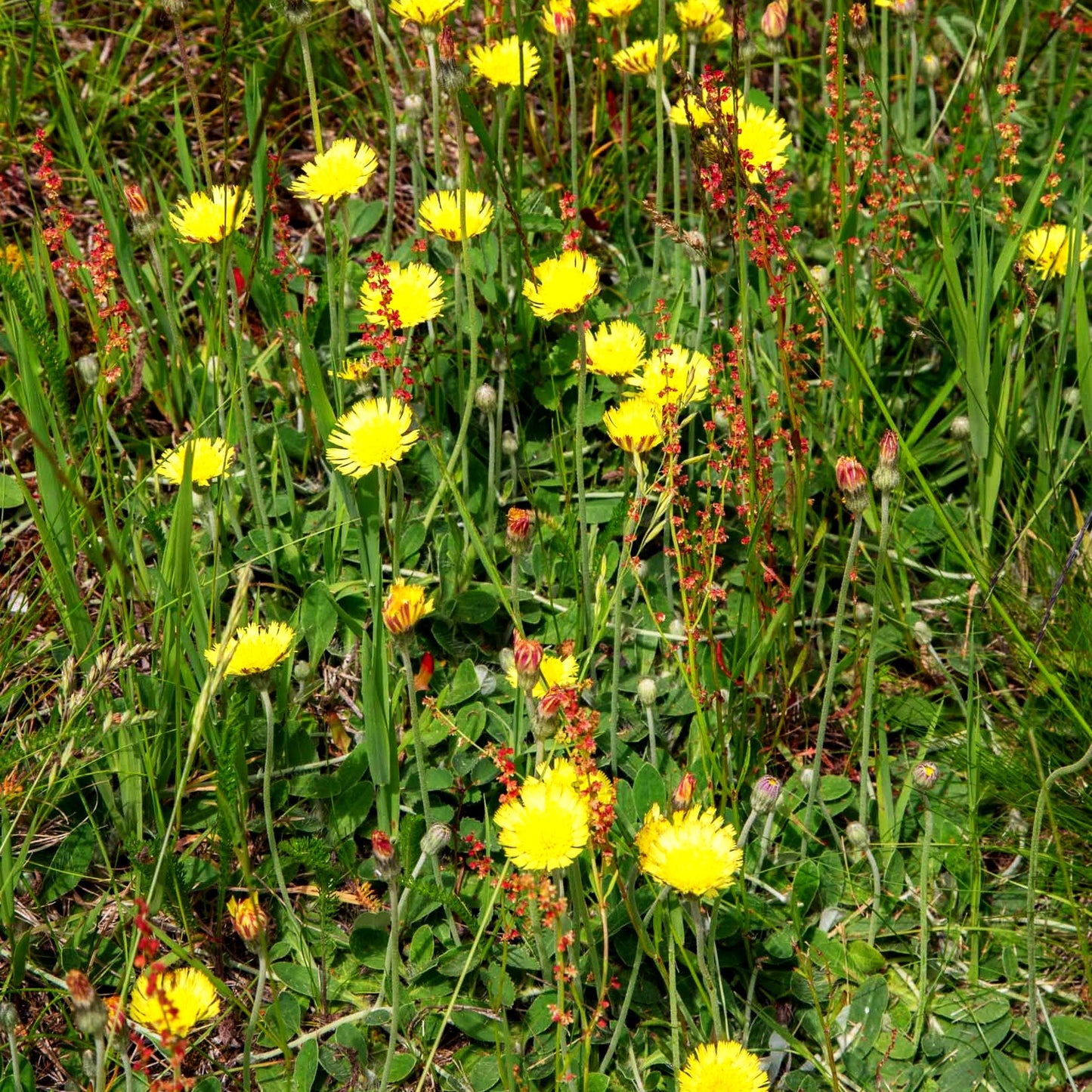 Kleines Habichtskraut (Hieracium pilosella)