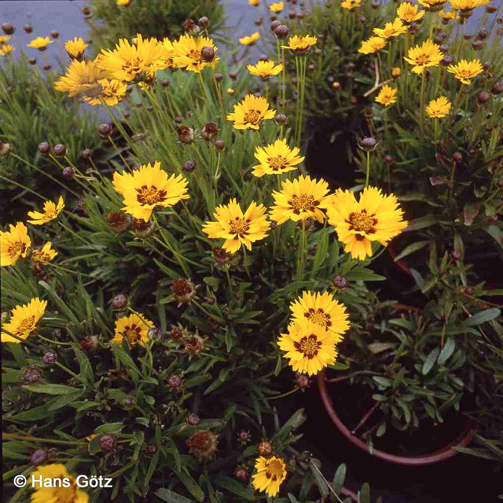 Kleines Mädchenauge 'Rotkehlchen' (Coreopsis lanceolata)
