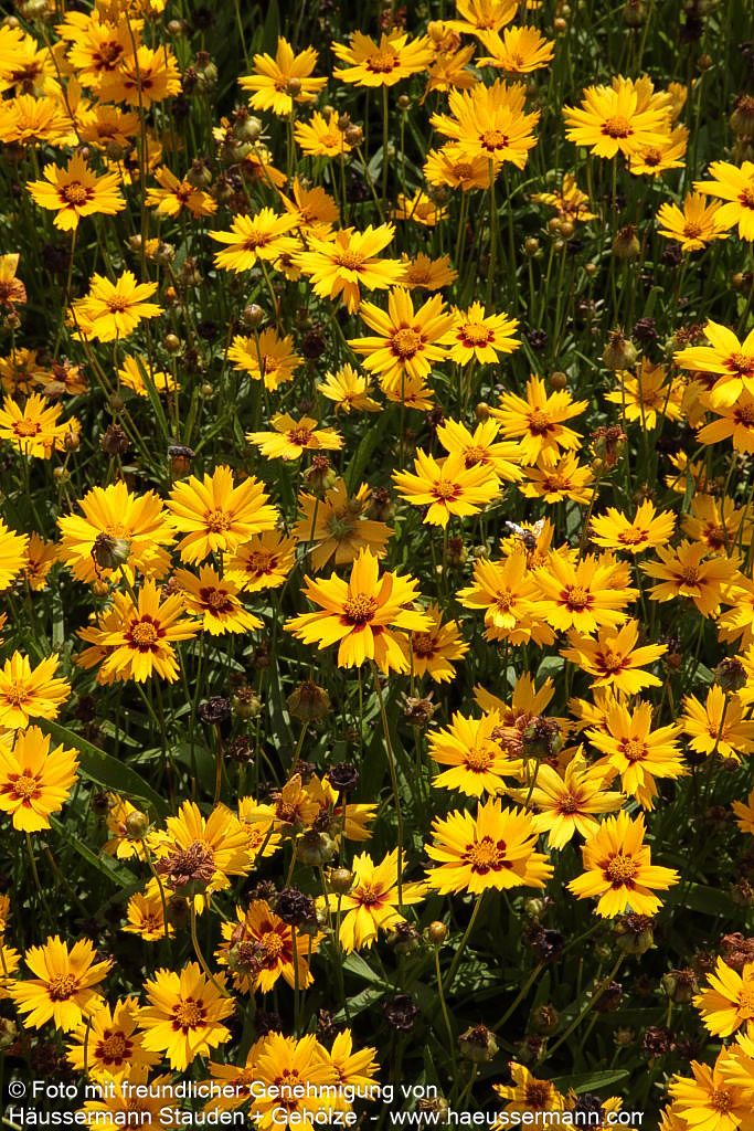 Kleines Mädchenauge 'Sterntaler' (Coreopsis lanceolata)