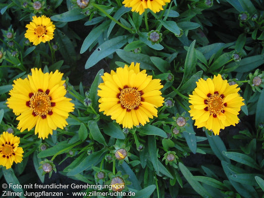 Kleines Mädchenauge 'Walter' (Coreopsis lanceolata)