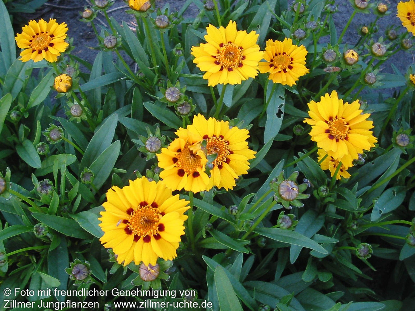 Kleines Mädchenauge 'Walter' (Coreopsis lanceolata)