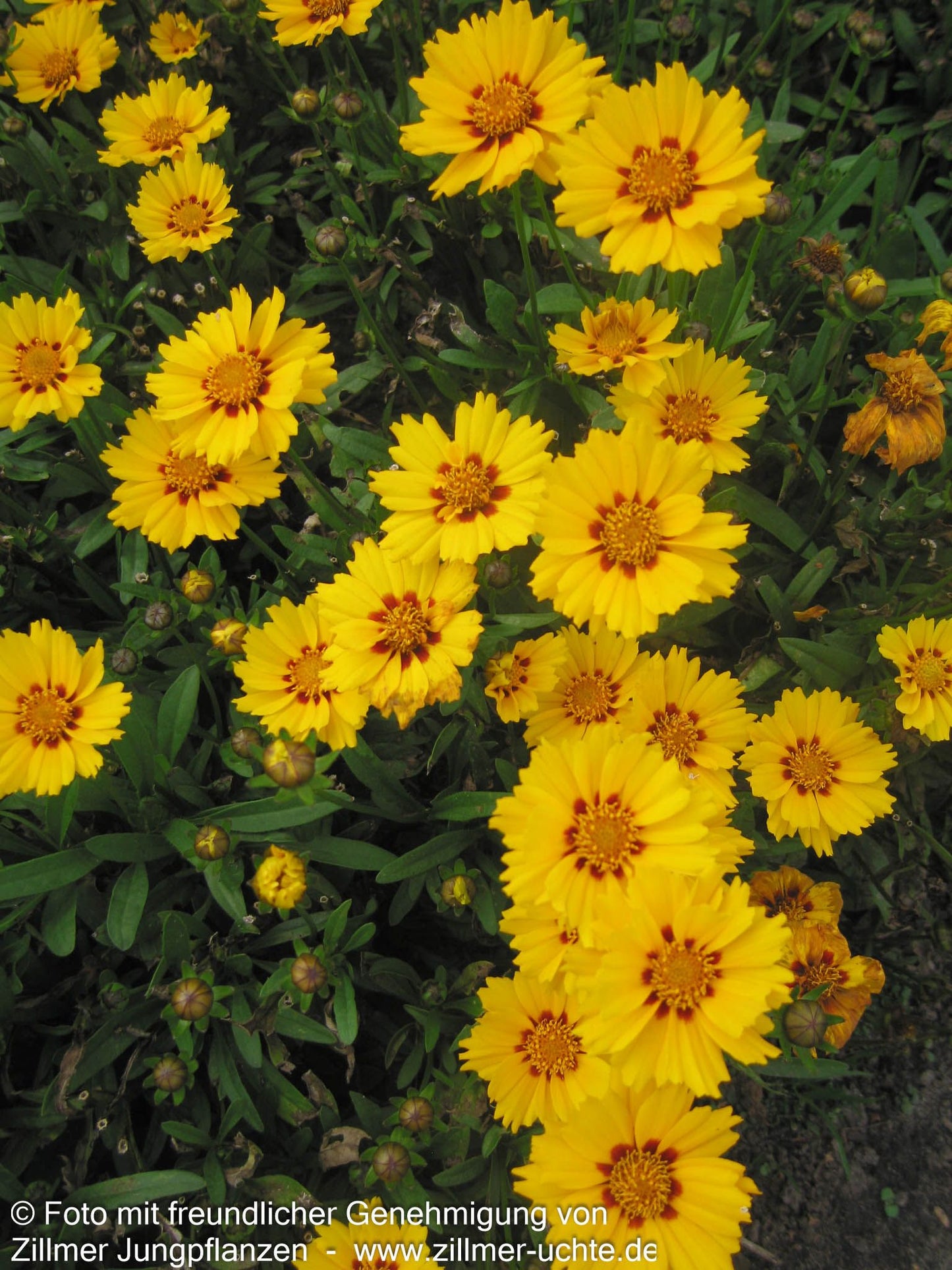 Kleines Mädchenauge 'Walter' (Coreopsis lanceolata)