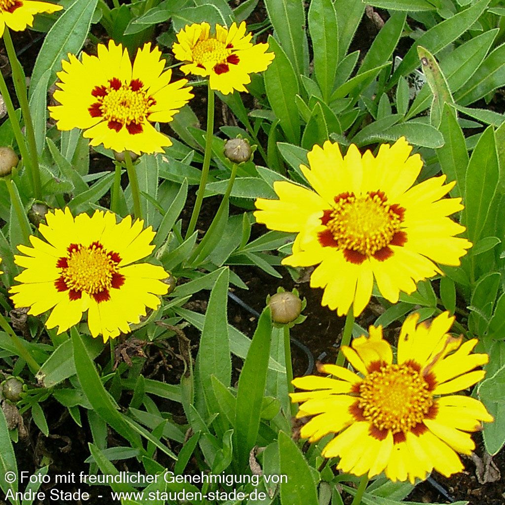 Kleines Mädchenauge 'Walter' (Coreopsis lanceolata)
