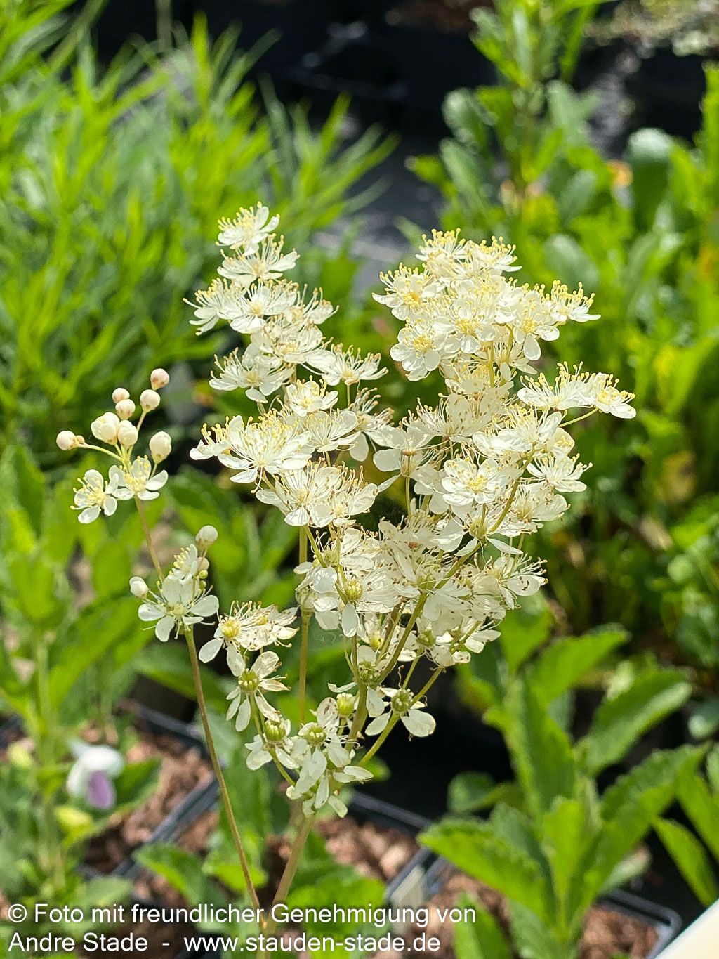 Kleines Mädesüß (Filipendula vulgaris)