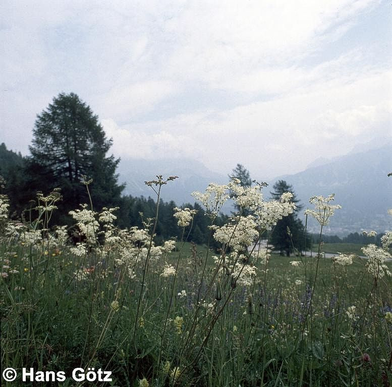 Kleines Mädesüß (Filipendula vulgaris)