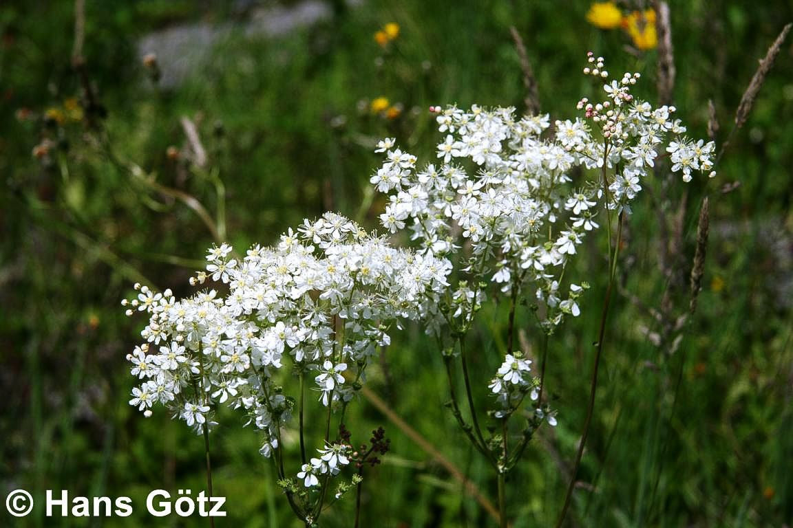 Kleines Mädesüß (Filipendula vulgaris)