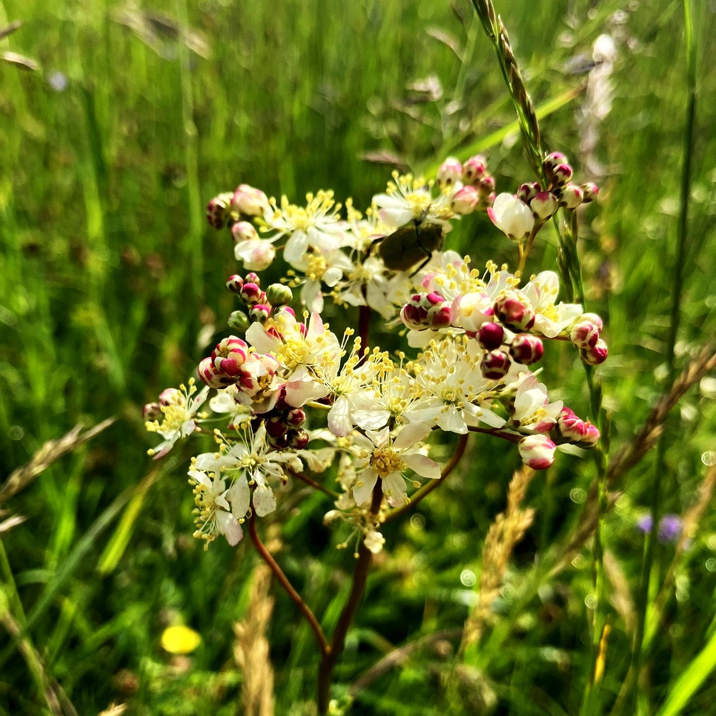 Kleines Mädesüß (Filipendula vulgaris)