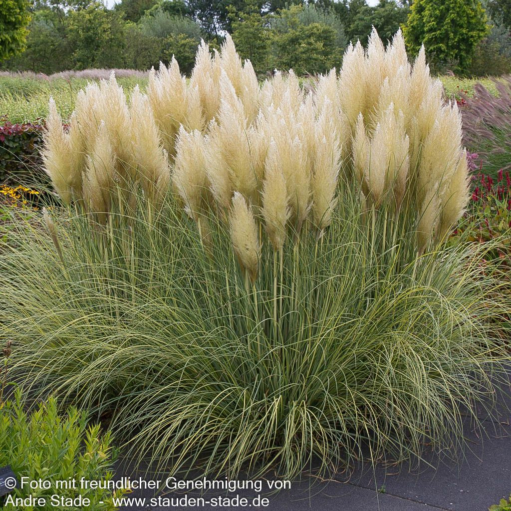 Kleines Pampasgras 'Pumila' (Cortaderia selloana)